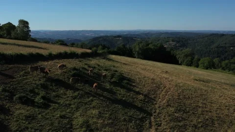 Cows eating on hillside in front of mountains Stock Footage 144828429