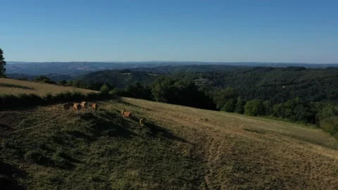 Cows eating on the hillside in front of the mountains Stock Footage 144828497