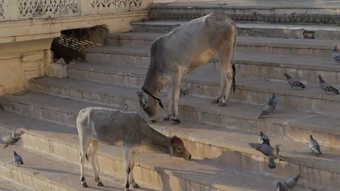 Cows eating in india Stock Footage 111790722