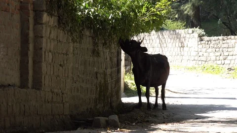 Cows eating leaf at Old Manali, Himachal Pradesh, India Stock Footage 96119117