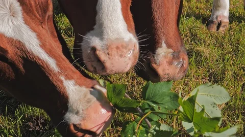 Cows eating leaves Stock Footage 122694206