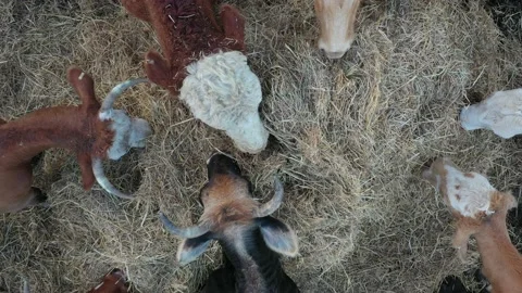 Cows eating lunch Stock Footage 164970262