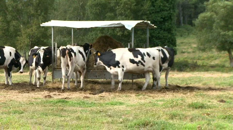 Cows eating in the manger Stock Footage 314198