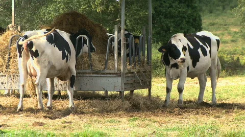 Cows eating in the manger Vidéo 314216