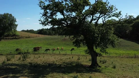 Cows eating in a meadow Video stock 144760573