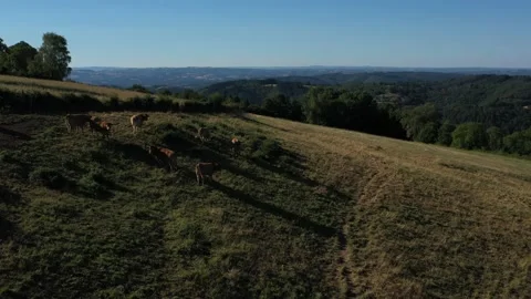 Cows eating in a meadow, in front of a backdrop of mountains Stock Footage 144828380