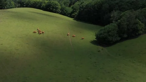 Cows eating in a meadow, with variation of light Video stock 144759902