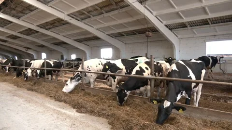 Cows eating in a modern barn Video stock 290066356