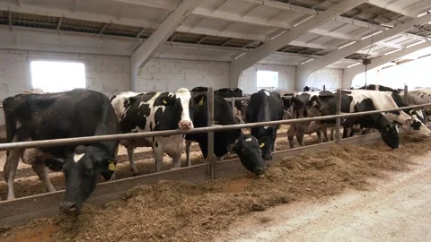 Cows eating in a modern barn Video stock 290066376
