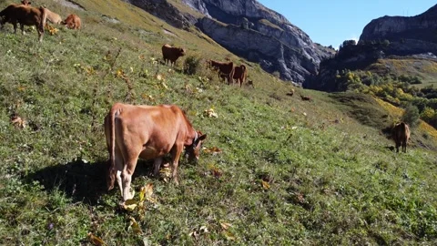 Cows eating in the mountains Stock Footage 290029408