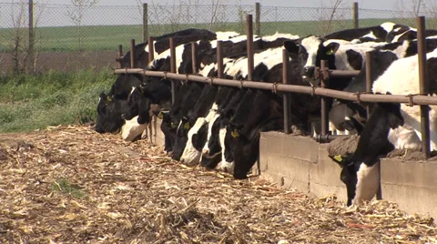 Cows eating in open stable Stock Footage 39671617