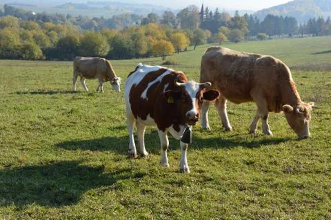 Cows eating Stock Photos