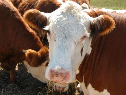 Cows eating Stock Photos