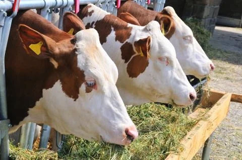 Cows eating Stock Photos