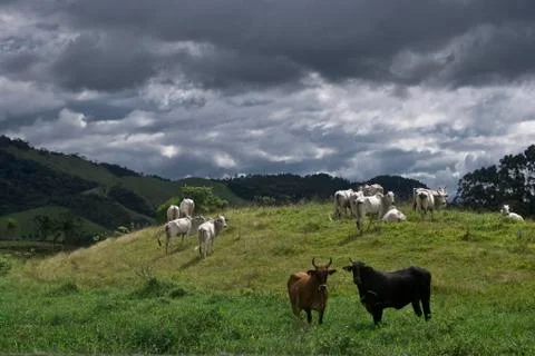 Cows eating Stock Photos
