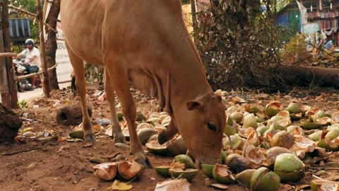 Cows eating in road side garbage dump on indian street Stock Footage 141471853