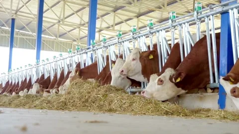 Cows eating Silage in a large dairy farm, milk production Close up of beef Stock Footage 265874256