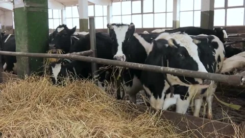 Cows eating Silage in a large dairy farm, milk production Close up of beef Vídeos de archivo 334655002