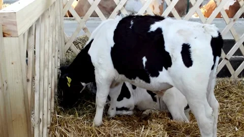 Cows eating Silage in a large dairy farm, milk production Close up of beef Stock-Footage 334655231