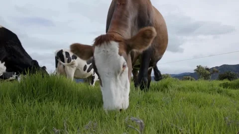 Cows eating Silage in a large dairy farm, milk production Close up of beef Video stock 334655276