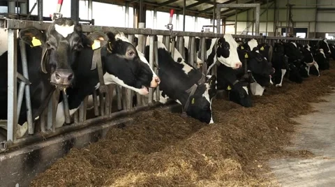 Cows eating in the stable, The Netherlands Vídeo Stock 46204080