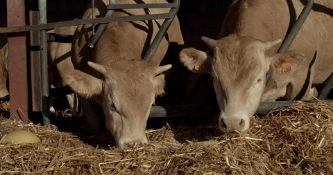 Cows eating in stable, standing in a row and eat dry grass Stock Footage 129467421