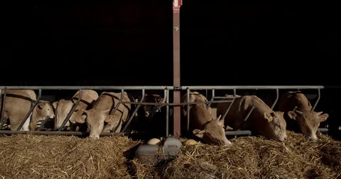 Cows eating in stable, standing in a row and eat dry grass Stock Footage 129467502
