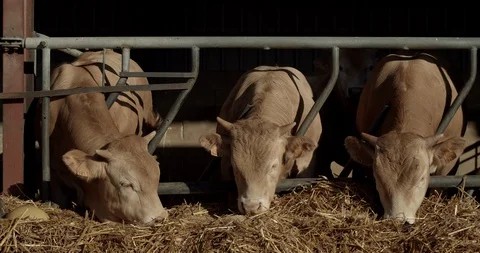 Cows eating in stable, standing in a row and eat dry grass Stock Footage 129468070