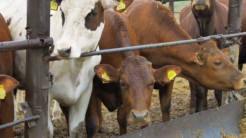 Cows eating in the stable,close up shot Stock Footage