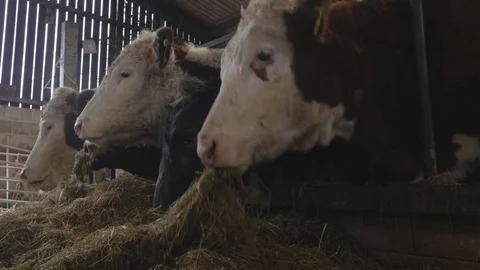 Cows eating stored feed Stock Footage 78229816