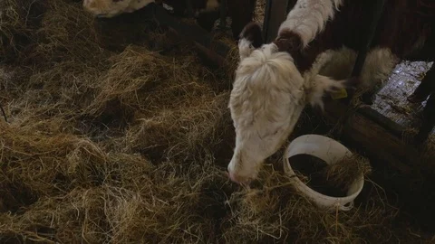 Cows eating stored feed Stock Footage 78245234
