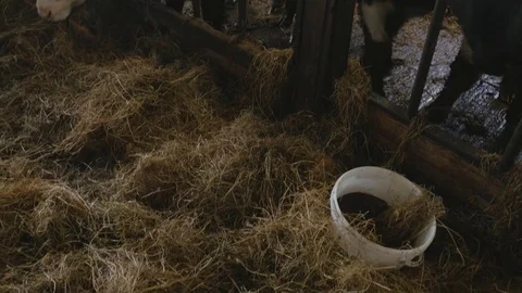 Cows eating stored feed Stock Footage 78245768