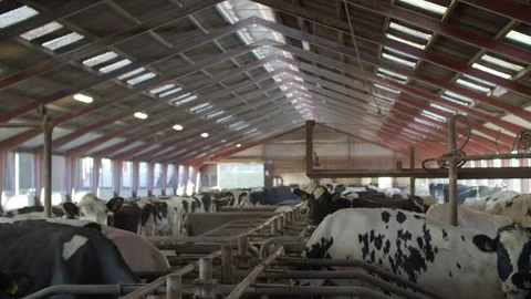 Cows eating straw on farm Stock Footage 148785992