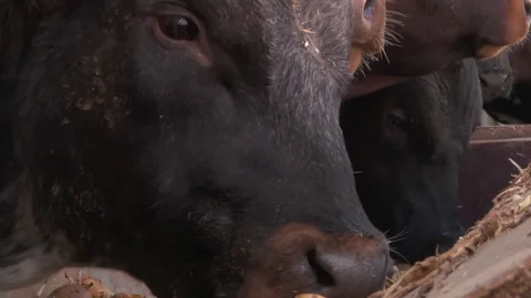 Cows Eating from their Trough Stock Footage 135703758