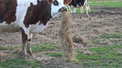 Cows eating with trouble Video stock 76911588