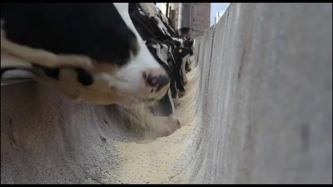 Cows eating at a trough Video stock 84961291