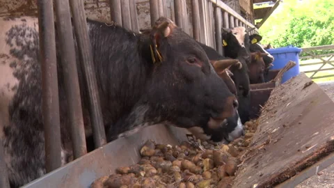 Cows Eating At Trough Stock Footage 135703696