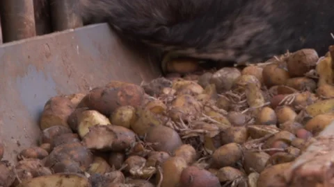 Cows Eating At Trough Stock Footage 135703727