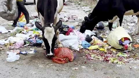 Cows Eating Waste at Urban Dumping Yard Видео 335378714