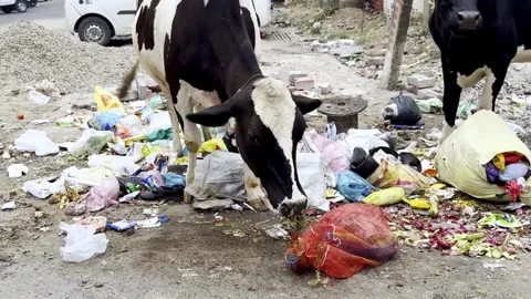 Cows Eating Waste at Urban Dumping Yard Видео 335378720