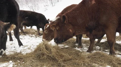 Cows eating in winter Video stock 47932428