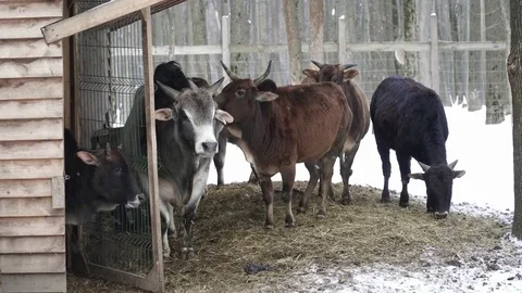 Cows eating in the zoo Video stock 73393375