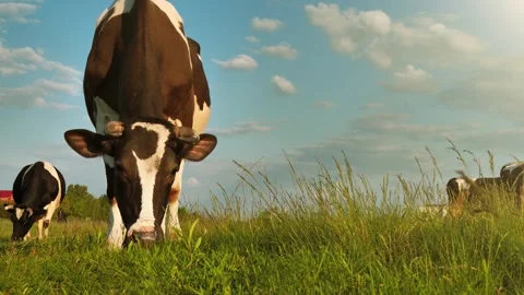 Cows eats a grass on a grassland at sunset in evening time. Amazing unique video Stock Footage 247932619