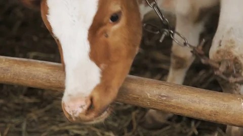 Cows eats hay in the farm Stock Footage