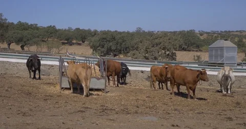 Cows in ecological farm outdoor fair bio treatment of meat Stock Footage 80641445