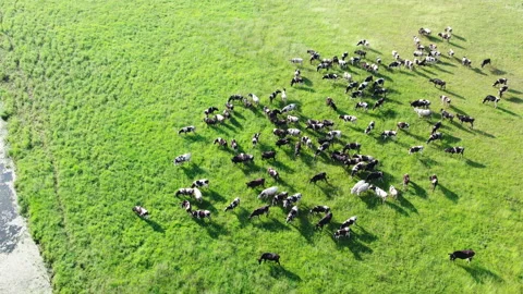 Cows in an ecologically clean clearing near a stream Stock Footage 159081742