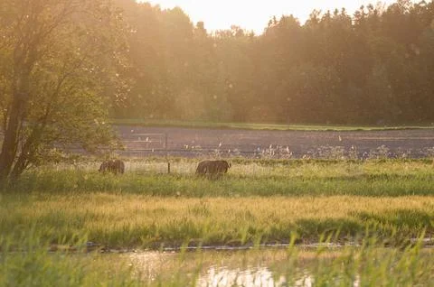 Cows in enclosure during sunset time Stock Photos