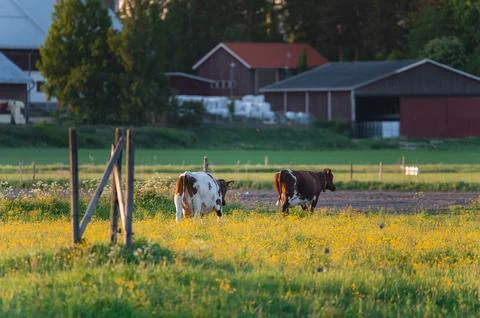 Cows in the enclosure during sunset time Stock Photos