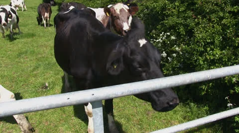 Cows in an English field Video stock 24661311