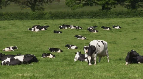 Cows in an English field Stock Footage 24664795